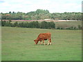 TF6818 : Bullock grazing on conservation land by Richard Humphrey