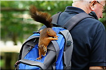 TQ3643 : Red Squirrel at the British Wildlife Centre, Newchapel, Surrey by Peter Trimming