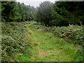 Forestry Commission path, West Quantoxhead