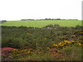 SW4635 : Heathland and field on Carnaquidden Downs by Rod Allday