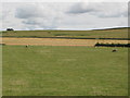 Pastures southeast of Sillywrea