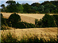 NZ4813 : Wheat fields and hedgerows by Graham Scarborough