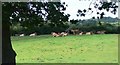 Cattle and farmland near Lane Farm