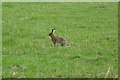 Brown hare at Muirhead