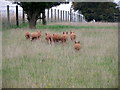 Tamworth piglets, Wylye Down