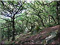 Deformed trees in Scarr Wood