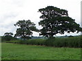 Hedge near Bushton