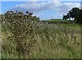 Thistles next to Trimpley Lane