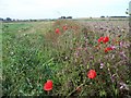 Poppies in a field margin