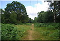 Footpath, Bramshott Common