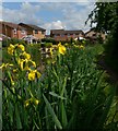 Grand Union Canal near South Wigston