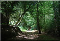 Footpath along the Hampshire - Surrey border