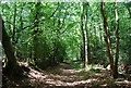 Footpath along the Hampshire- Surrey border