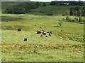 Rough grazing near Glenlair Burn