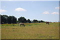 Two horses near Leybourne Grange