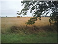 Farmland near St Mary in the Marsh