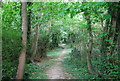 Woodland path on Star Hill