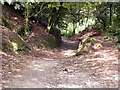 SJ5359 : Woodland Path, Beeston Castle by David Dixon