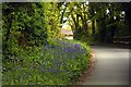 Bluebells by the road