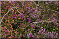 Heather in hedge-bank