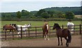 Paddock near Holme House Farm