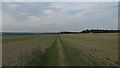 North Downs Way towards Bramling Road