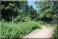 Footpath to the south of Leybourne Grange