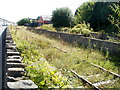 Overgrown railway line, Sudbrook