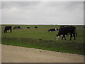 Cattle on Minchinhampton Common