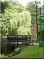 Peasholm Park - Weeping Willow near Duck Pond