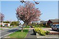 Spring in Carisbrooke Road