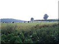 Pig farm near Yettington