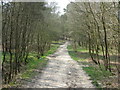 Bridleway through Ashdown Forest