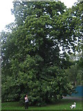 TQ7855 : Sweet Chestnut Tree in Mote Park by David Anstiss