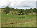 Pastures and woodland southwest of Layside