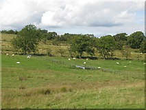 NY7665 : Pastures and woodland southwest of Layside by Mike Quinn