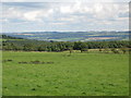 Farmland northwest of Layside (2)