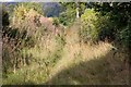 Sunken lane from Hopeshay.