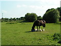 Horse in a field