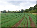 Field of crops