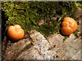 NS3878 : A slime mould - Lycogala terrestre by Lairich Rig