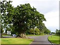 The Baginton oak