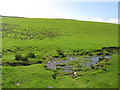 Pastures around West Burn