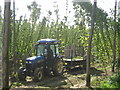 TQ8029 : Hop Picking by Oast House Archive