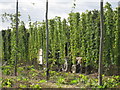 TQ8029 : Hop field by Oast House Archive