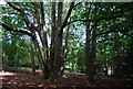 Large coppiced trees on the edge of Hindhead Common