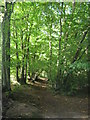 Track into Great Turrels Wood