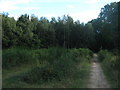 Woodland Track near Bambridge Wood