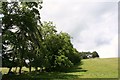 Tree Line