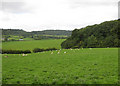 Sheep pastures near Hom Grove Farm